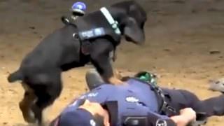 Cão policial faz 'massagem cardíaca' em agente; veja vídeo