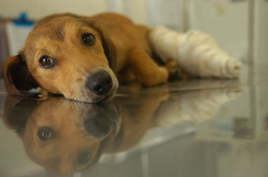 Maltratar animais pode gerar multa no valor de R$ 3 mil