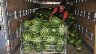 ADS intermedia venda de 20 toneladas de melancia produzida no Careiro da Várzea