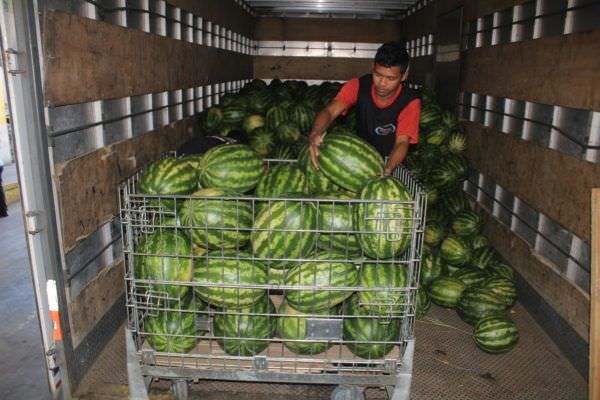 ADS intermedia venda de 20 toneladas de melancia produzida no Careiro da Várzea