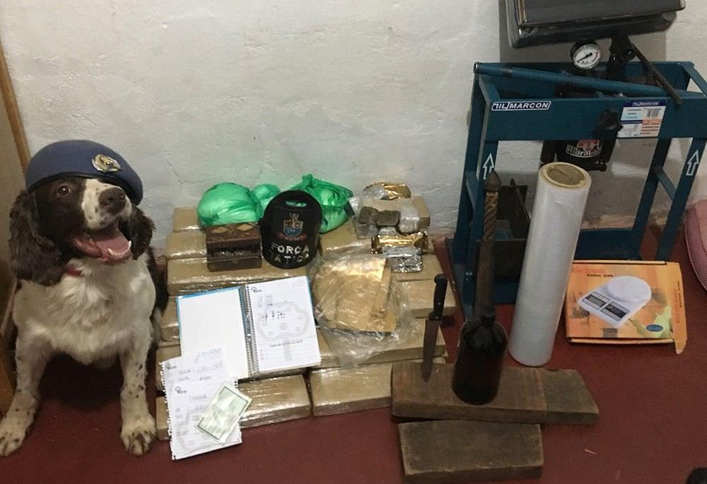 Cão da PM auxilia apreensão de 39 quilos de maconha e 'sorri' para foto