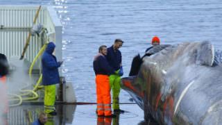Baleia azul é capturada, morta e tem carne cortada em porto