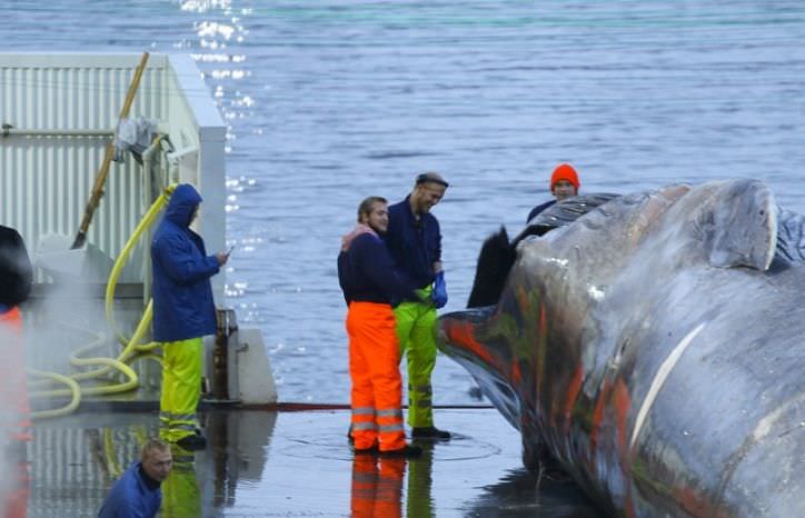 Baleia azul é capturada, morta e tem carne cortada em porto