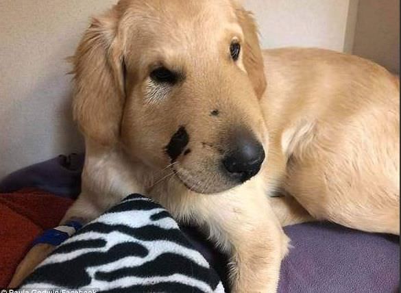 Cachorro salva sua dona de ser mordida por cobra venenosa