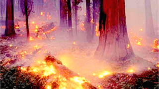 Governo vai proibir queimadas na Amazônia e no Pantanal por quatro meses