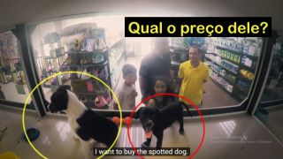 VÍDEO: ONG substitui os animais de uma PetShop por seus animais resgatados