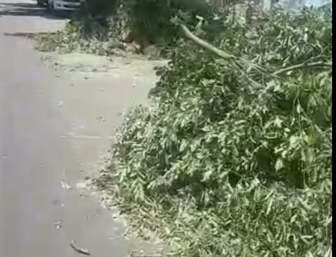 Corte de árvore no Centro de Manaus revolta população