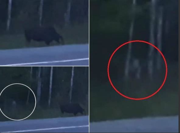 Criatura sinistra é registrada à espreita de alce no Canadá; veja vídeo