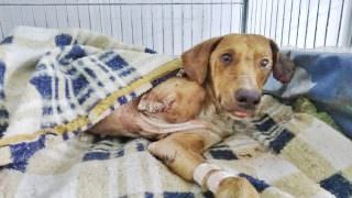 Cão é resgatado após ser amarrado na linha do trem e ter pata amputada