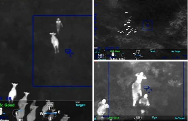 Mulher tenta fugir da polícia e é perseguida por vacas; veja vídeo