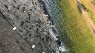 Balcão de agronegócios negocia venda de 15 toneladas de tambaqui