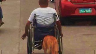 Vídeo flagra cachorro empurrando cadeira de rodas de tutor que perdeu movimentos em acidente; assista