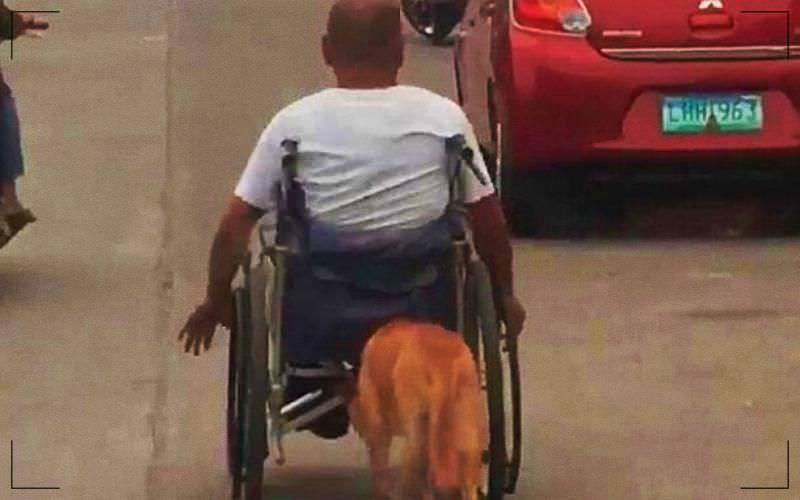 Vídeo flagra cachorro empurrando cadeira de rodas de tutor que perdeu movimentos em acidente; assista