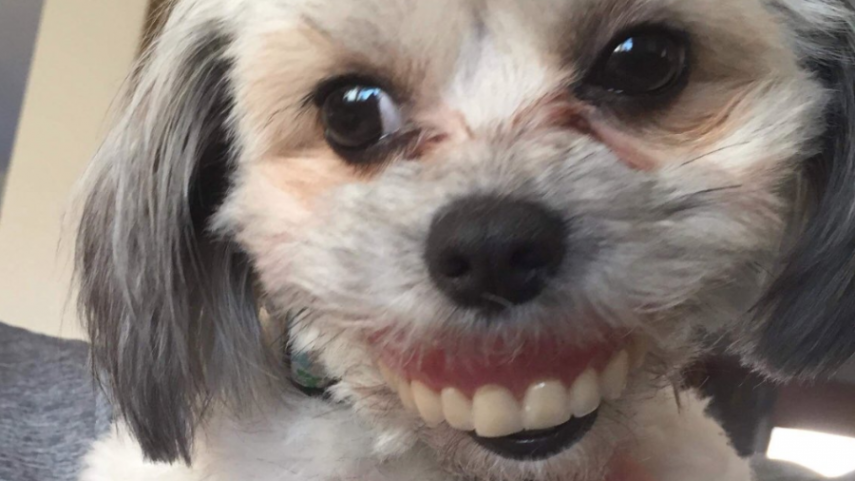 Cadelinha rouba dentadura do dono e viraliza na web com seu sorriso