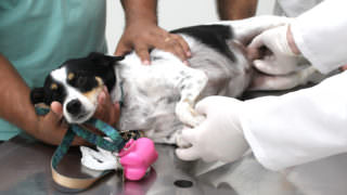 Outubro Rosa: Veterinário alerta para câncer de mama em pets