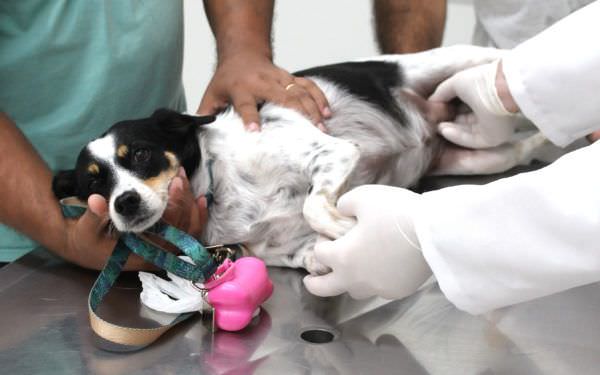 Outubro Rosa: Veterinário alerta para câncer de mama em pets