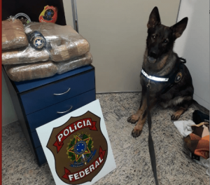 Apreensões de drogas no Aeroporto Internacional Eduardo Gomes contam com o apoio de cães farejadores. Foto: Divulgação