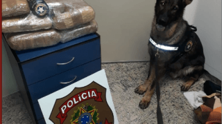 Apreensões de drogas no Aeroporto Internacional Eduardo Gomes contam com o apoio de cães farejadores. Foto: Divulgação
