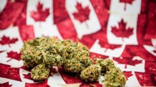 Apenas três semanas após legalização, começa a faltar maconha no Canadá