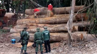 Ipaam aplica mais de R$ 9 milhões em multas por desmatamento no AM