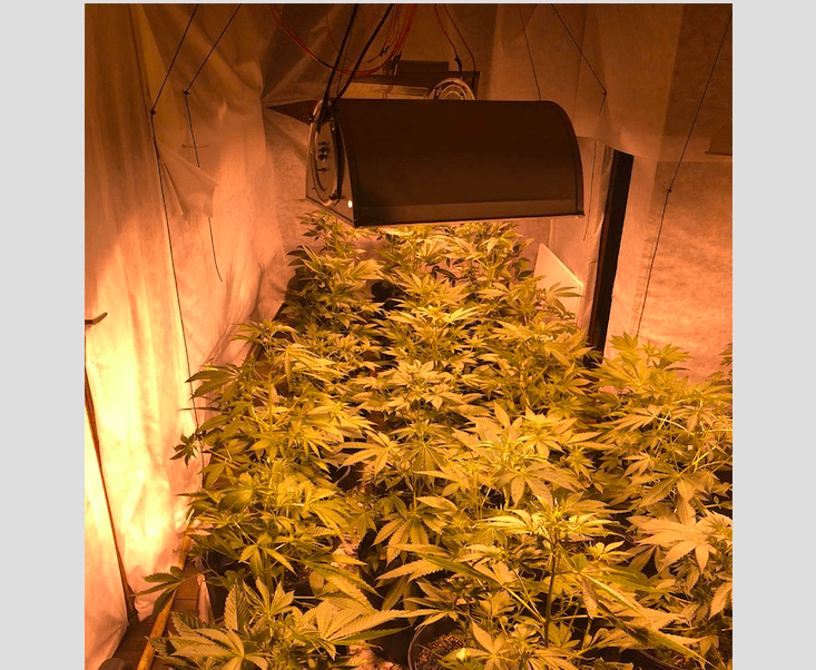 Polícia encontra estufa de cultivo de maconha em Manaus