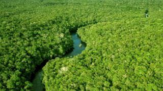 Governo cria programa Floresta+ para promover preservação