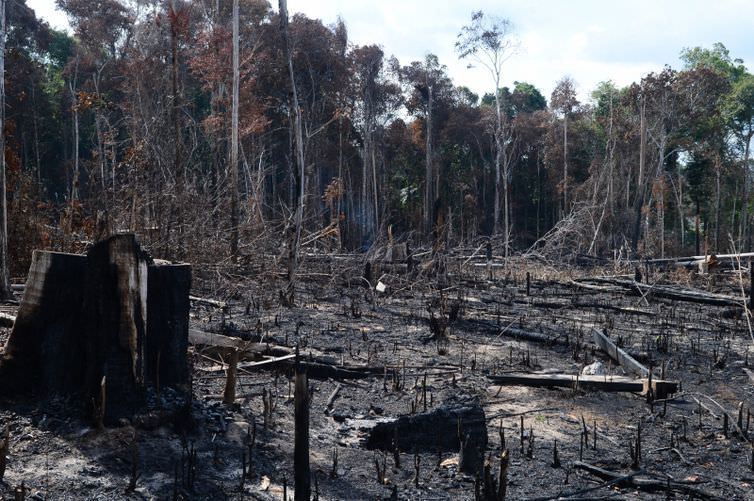 Desmatamento na Amazônia cresce durante a campanha eleitoral