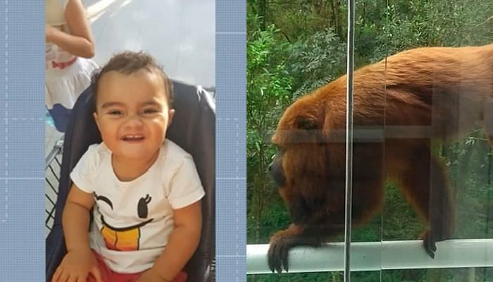 Macaco bugio invade casa e acaba atacando bebê de 1 ano