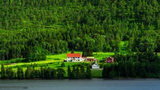 Noruega é o primeiro país do mundo a proibir o corte de árvores