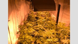 Polícia encontra estufa de cultivo de maconha em Manaus