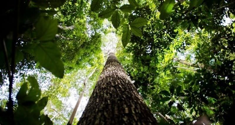 Meio ambiente é essencial para cidades inteligentes, aponta estudo