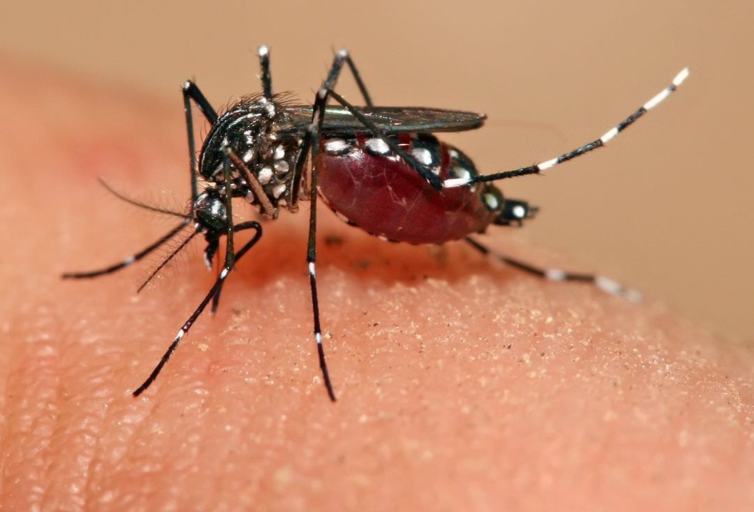 Estudo indica que ‘zika’ pode provocar infertilidade em homens