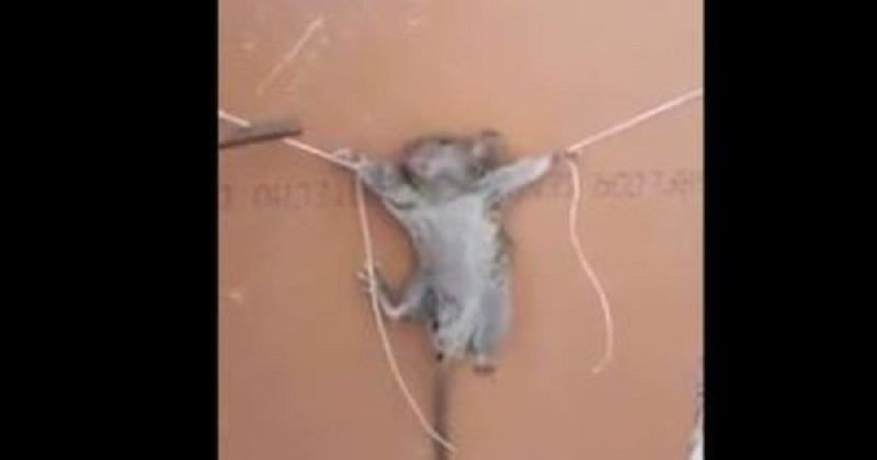 Vídeo mostra rato sendo torturado e causa revolta na internet