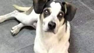Após morte de cadela, Carrefour faz parceria com ONG