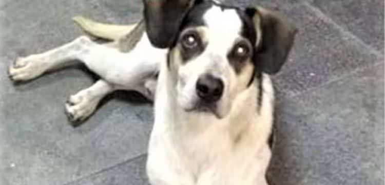 Após morte de cadela, Carrefour faz parceria com ONG