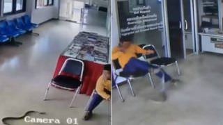 Cobra invade delegacia de polícia e ataca homem distraído; veja vídeo