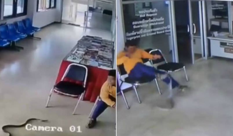 Cobra invade delegacia de polícia e ataca homem distraído; veja vídeo