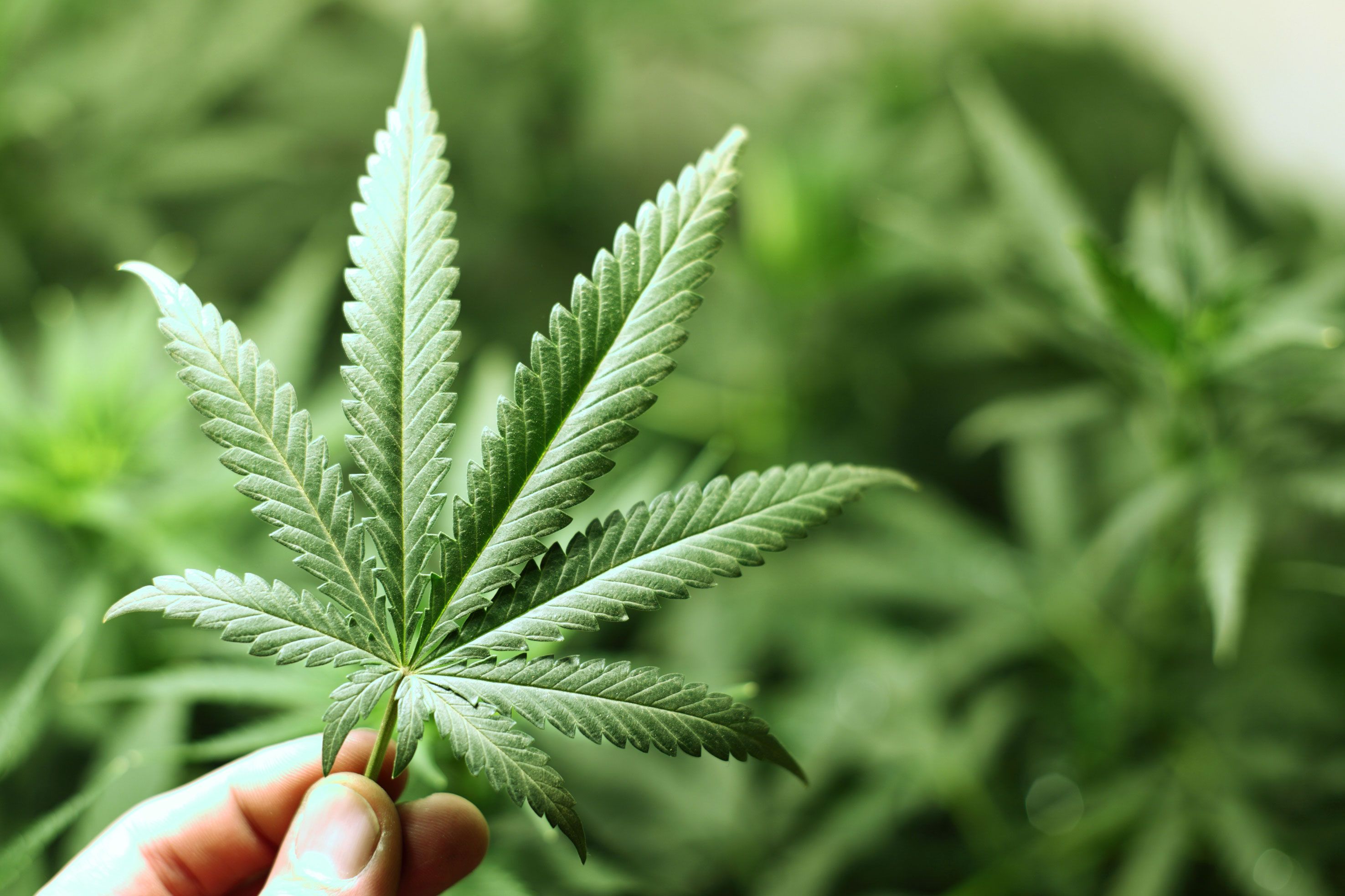 Maconha medicinal é estrela de festival na Tailândia