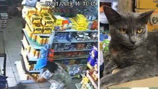 Vídeo flagra cliente matando gata a pauladas em mercado após sofrer arranhão; Assista
