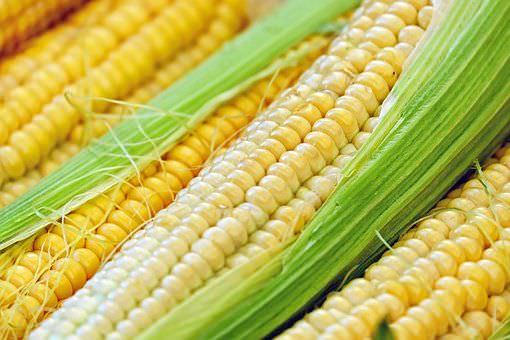 Venda de milho para pequenos criadores no AM movimentou R$ 3 milhões