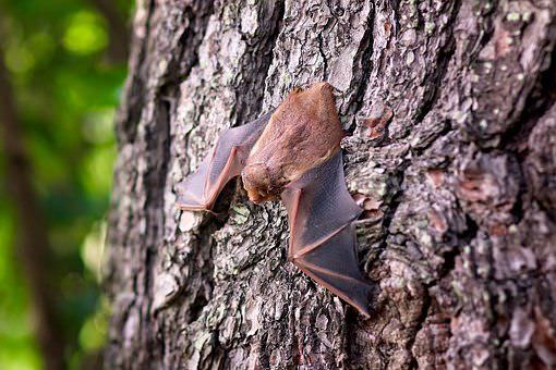 FMT-HVD descarta raiva em pacientes atacados por morcegos no AM