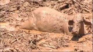 Animais presos no barro da tragédia de Brumadinho são sacrificados a tiros
