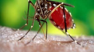 Casos de dengue, chikungunya e zika caem no Amazonas