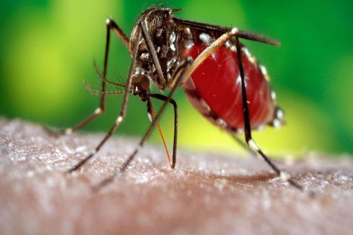 Casos de dengue, chikungunya e zika caem no Amazonas