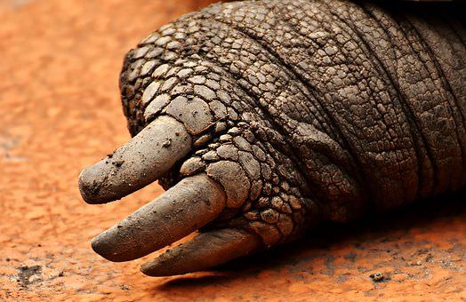 Oeste do Amazonas abrigou animais gigantes, diz estudo