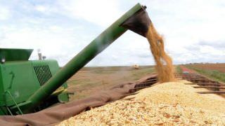 Safra de grãos de 2019 deve ser 3,1% maior que a de 2018, diz IBGE