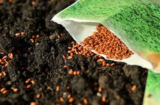 Agricultores do AM podem participar do programa de aquisição de sementes