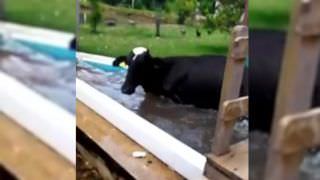 Sentindo calor, vaca pula na piscina de fazenda para se refrescar
