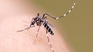 Com 322 mil casos no País, dengue tem alta de 29% em duas semanas