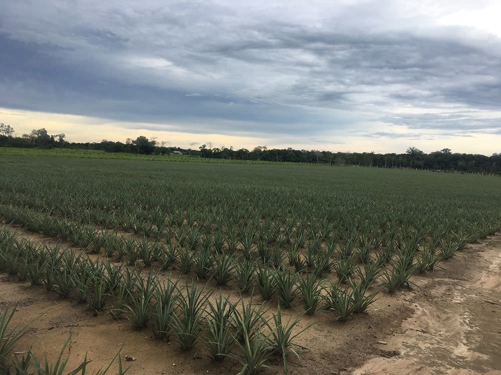 Amazonas é o segundo maior produtor de abacaxi da Região Norte